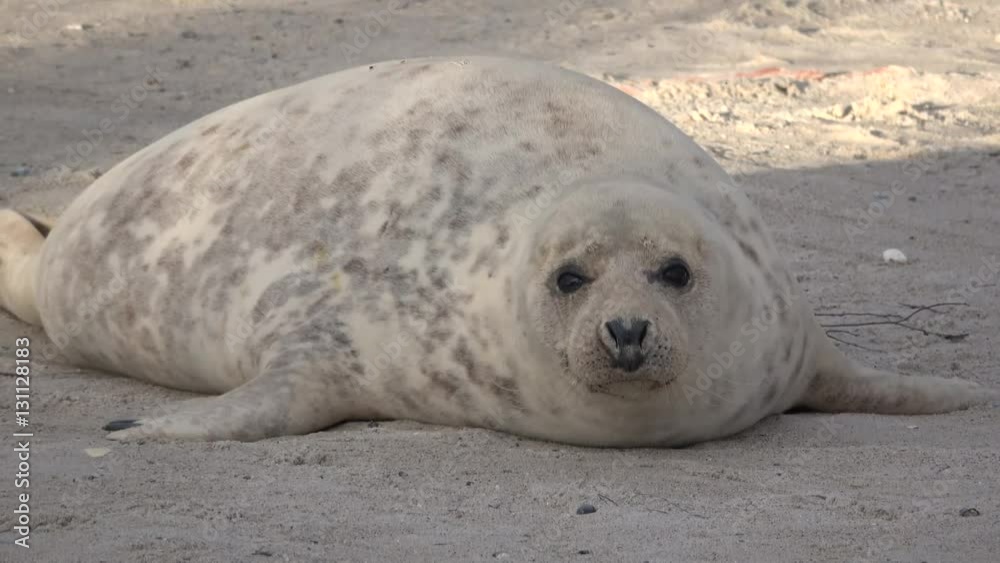 Kegelrobbe, Halichoerus grypus, Helgoland 4K Kegelrobbe, Halichoerus grypus, Helgoland 4K