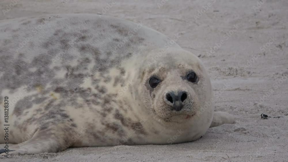 Kegelrobbe, Halichoerus grypus, Helgoland 4K Kegelrobbe, Halichoerus grypus, Helgoland 4K
