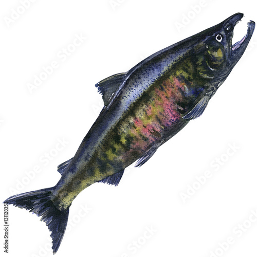 Pacific chum salmon, fresh caught fish isolated, watercolor illustration
