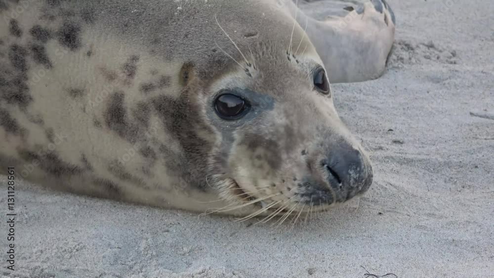 Kegelrobbe, Halichoerus grypus, Helgoland 4K Kegelrobbe, Halichoerus grypus, Helgoland 4K