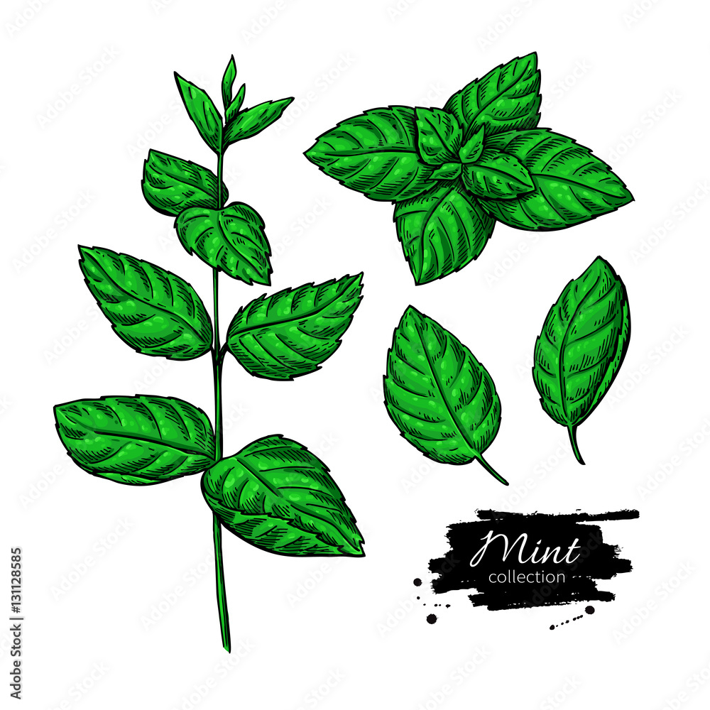 Mint vector drawing set. Isolated plant and leaves. Herbal hand Stock  Vector | Adobe Stock