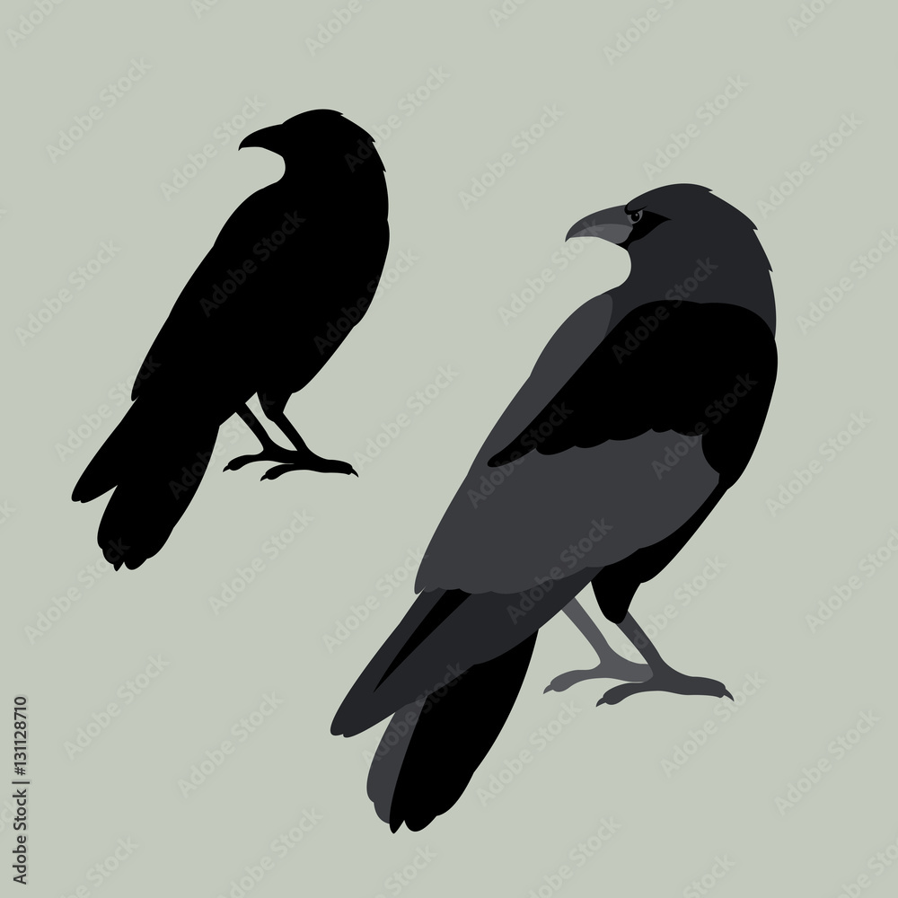 Fototapeta premium Raven vector illustration style Flat set