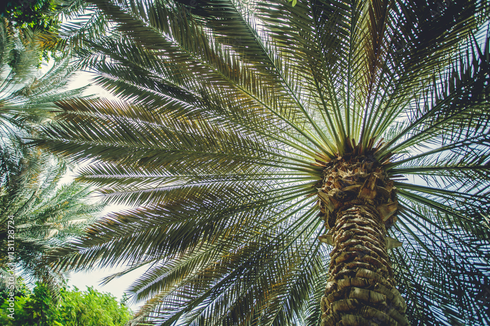 Naklejka premium Dubai palm