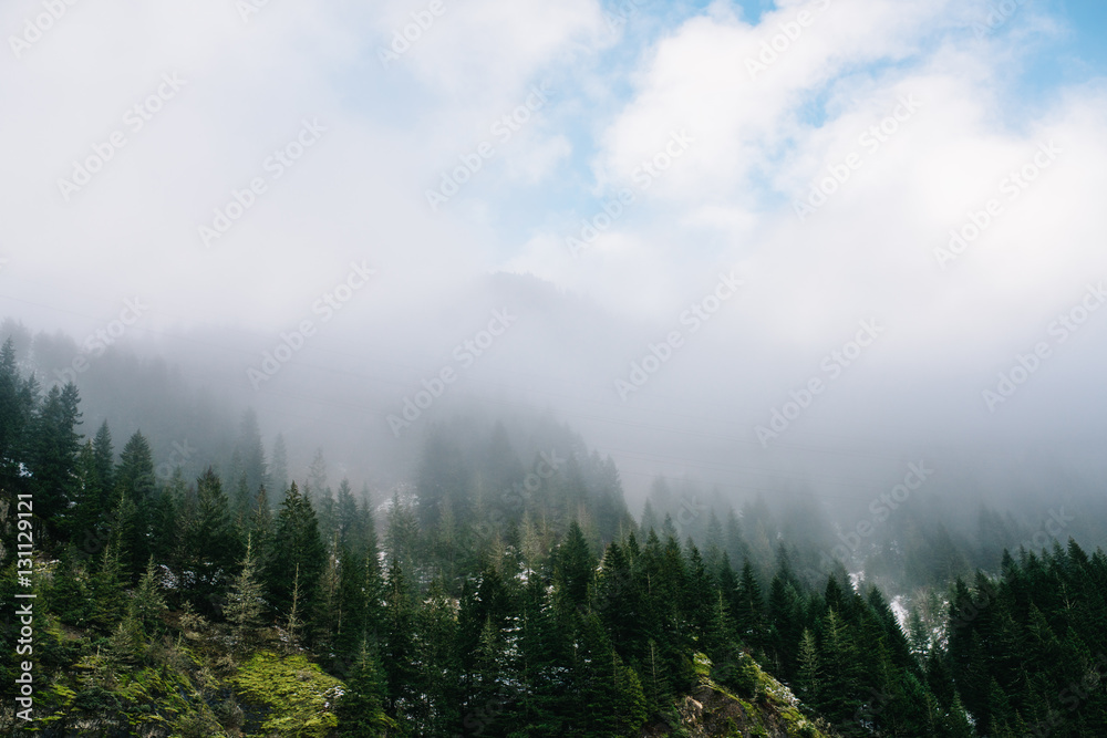 Forest Mountain Landscape