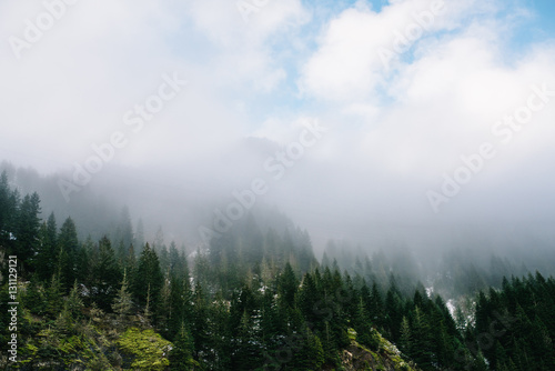 Forest Mountain Landscape