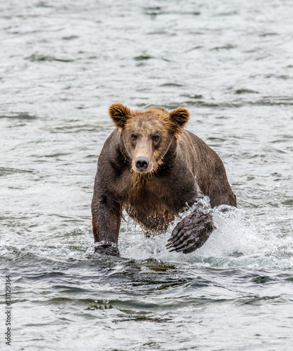 Brown bear running in the water in the river. USA. Alaska. Katmai National Park. An excellent illustration.