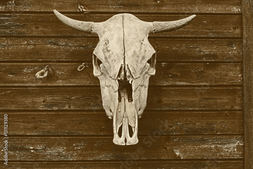 Vintage white skull of a bull on the wall of a wooden house