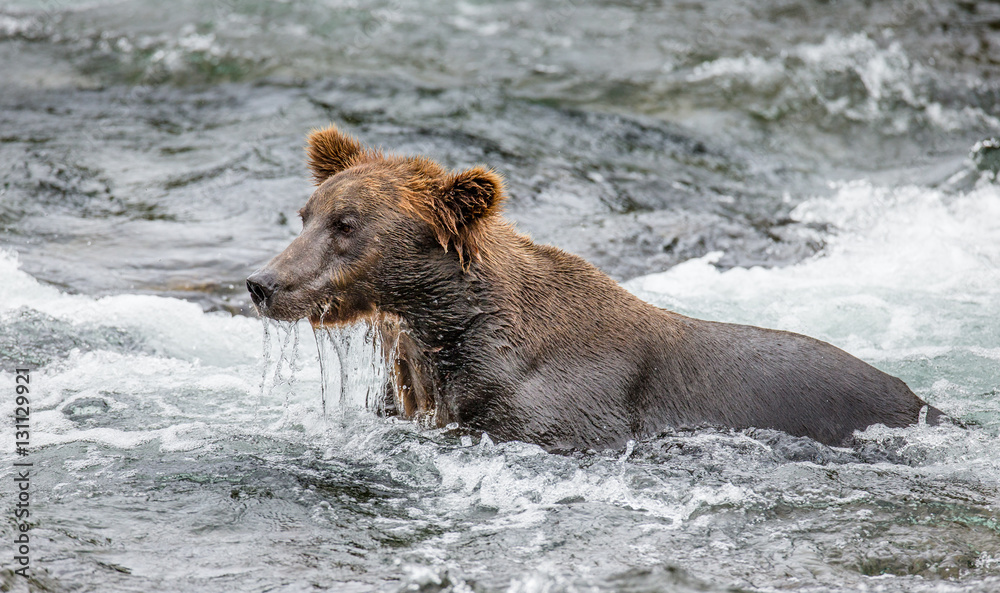 Brown bear standing in the river. USA. Alaska. Katmai National Park. An excellent illustration. Brown bear standing in the river. USA. Alaska. Katmai National Park. An excellent illustration.