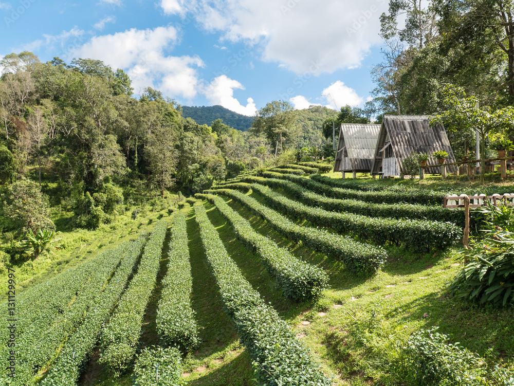 Landscape of house in tea plantation at Doi-Montngo , Chiang Mai, Thailand