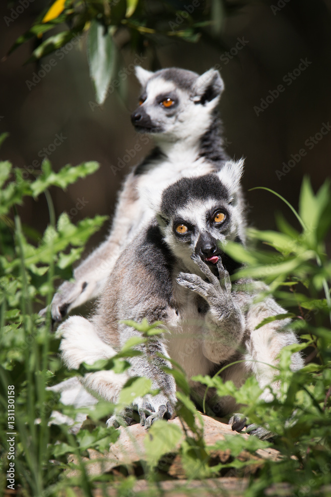 Fototapeta premium Lemurs