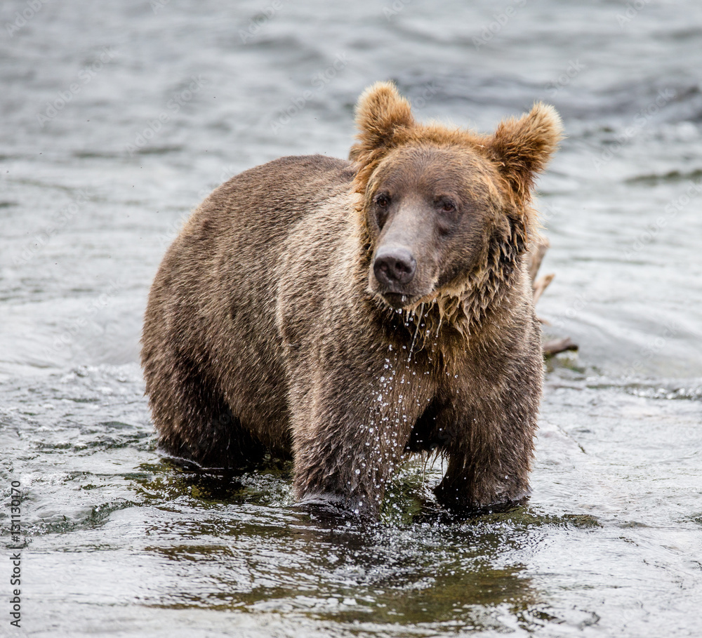 Brown bear standing in the river. USA. Alaska. Katmai National Park. An excellent illustration. Brown bear standing in the river. USA. Alaska. Katmai National Park. An excellent illustration.