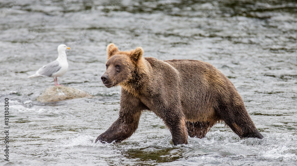 Brown bear standing in the river. USA. Alaska. Katmai National Park. An excellent illustration. Brown bear standing in the river. USA. Alaska. Katmai National Park. An excellent illustration.