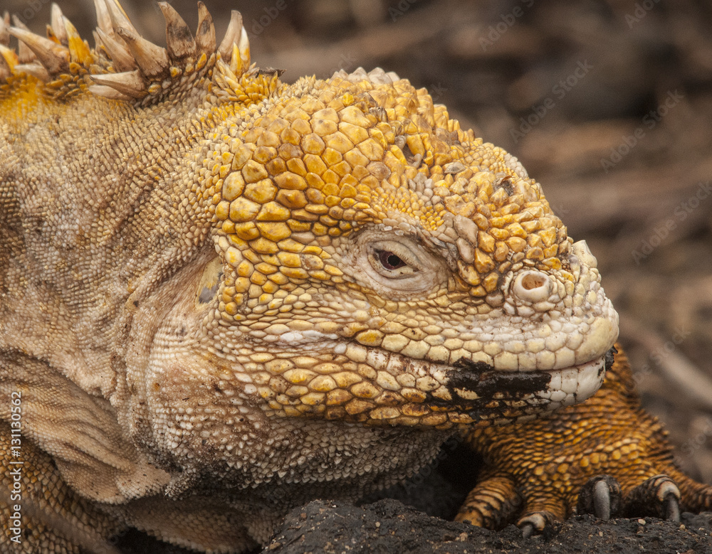 Fototapeta premium Yellow Iguana, Galapagos