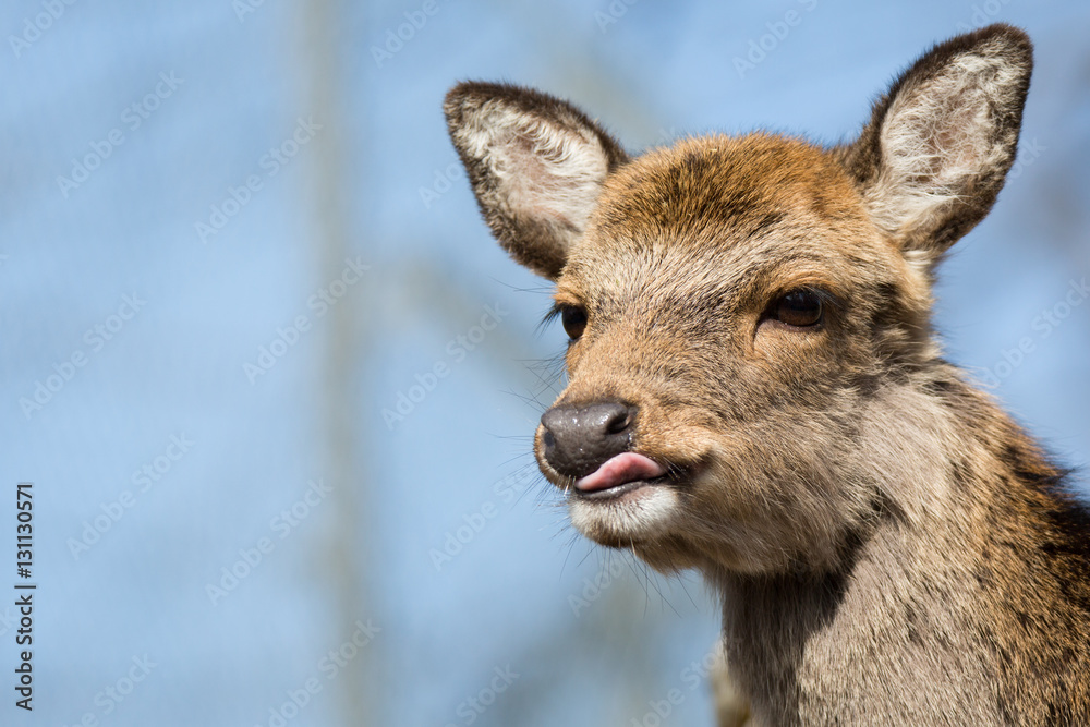 Fototapeta premium Head from a sika deer