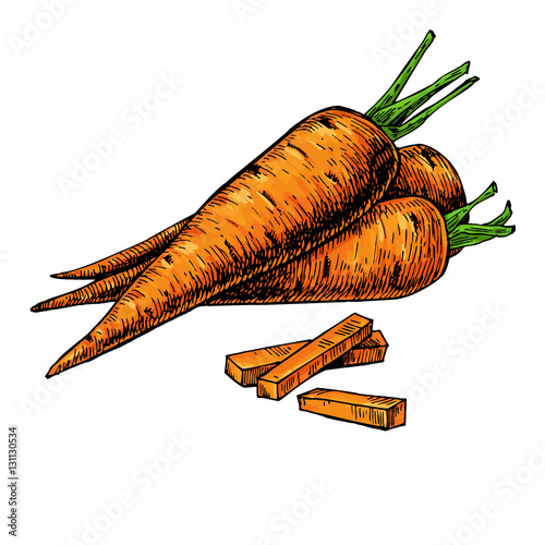 Carrot hand drawn vector illustration. Isolated Vegetable artistic