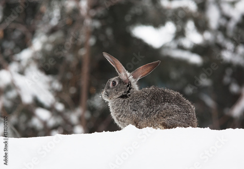 rabbit on a snowy background, hare in the snow © serikbaib