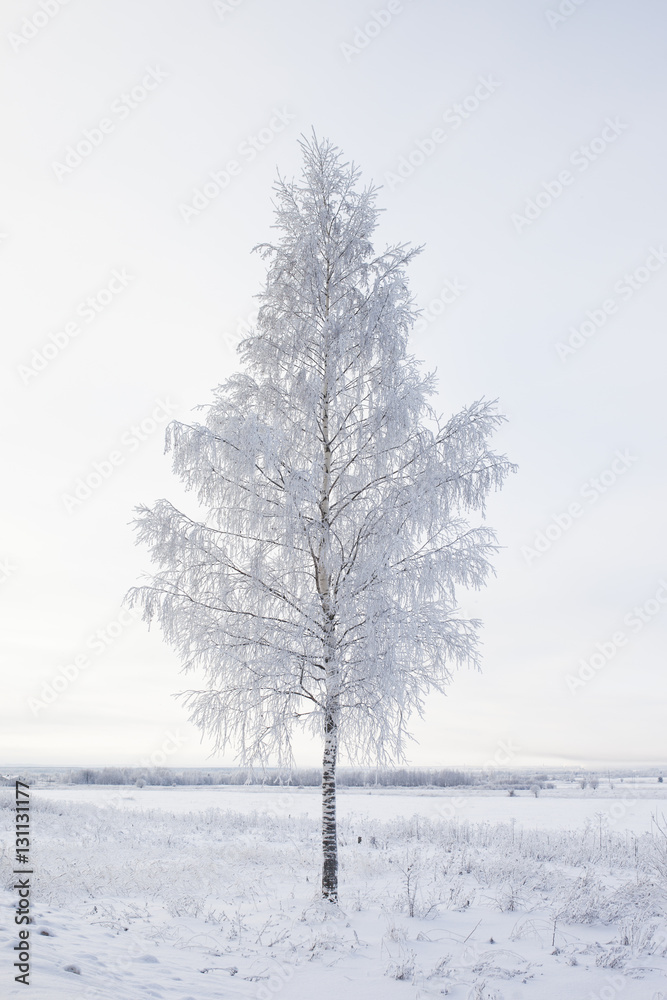 Fototapeta premium frosted tree