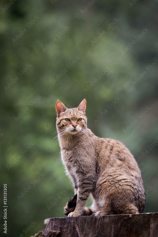 Foto Wildcat