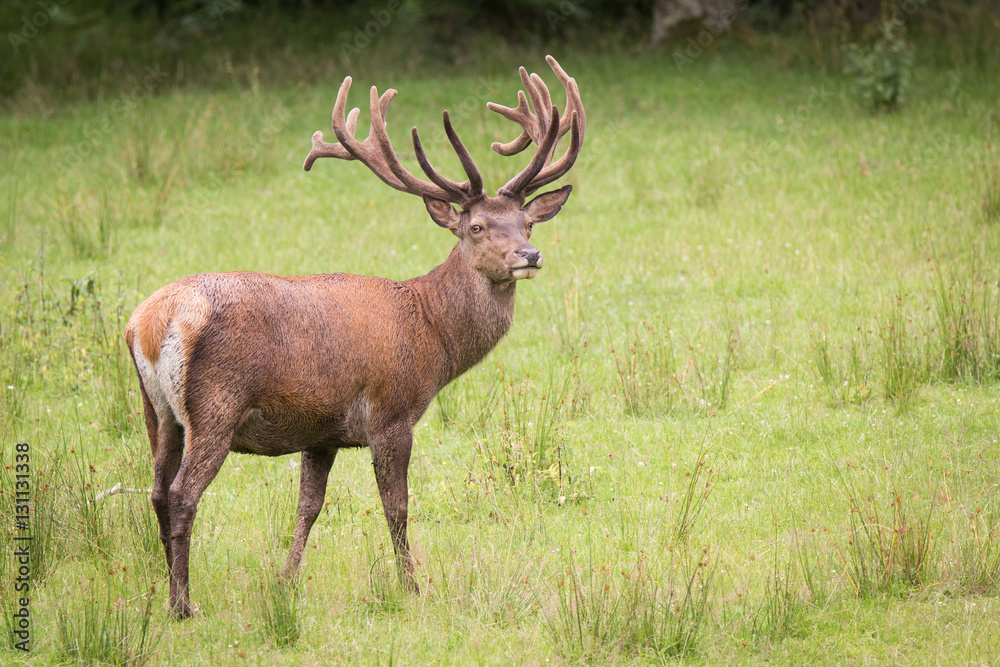 Deer on a meadow Deer on a meadow