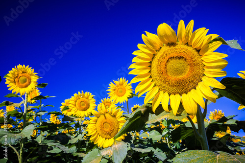 Sunflowers in Hawaii photo