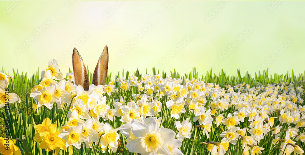 Fototapeta premium Osterhase versteckt sich in einem Feld voller Narzissen