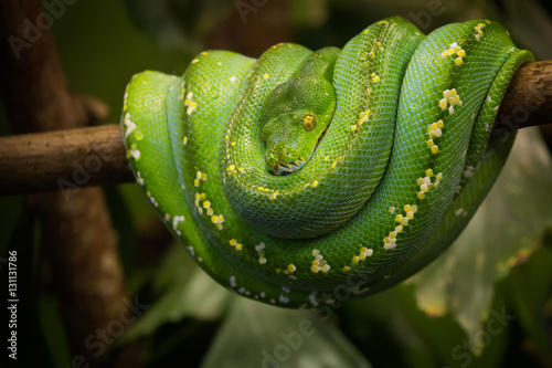 Green tree python