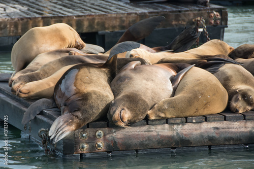 Group of sea lion on the pier