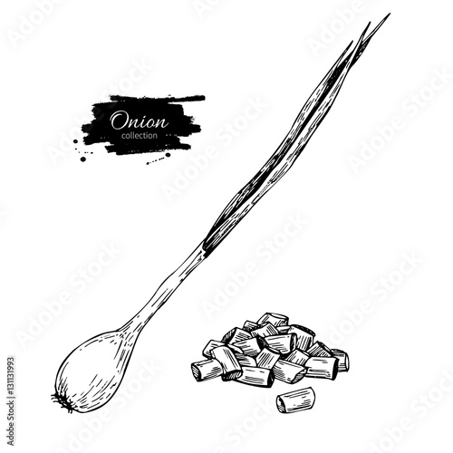 Green spring onion set. Hand drawn vector illustration. Isolated Vegetable