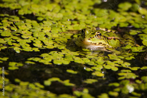 Frog in a lake
