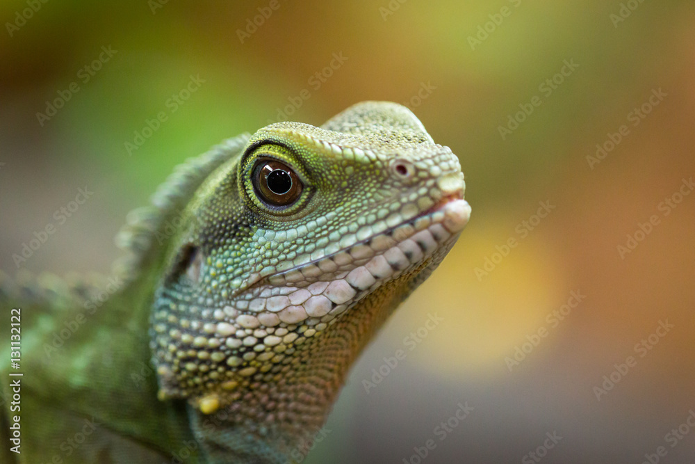 Fototapeta premium Head from a water dragon