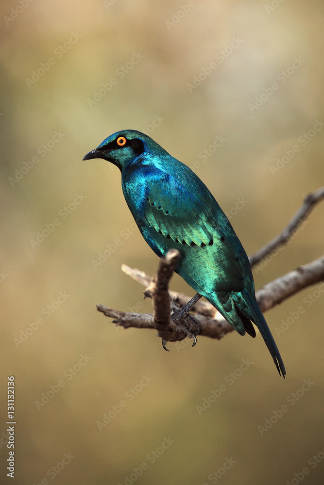 The Cape starling or Cape glossy starling (Lamprotornis nitens)