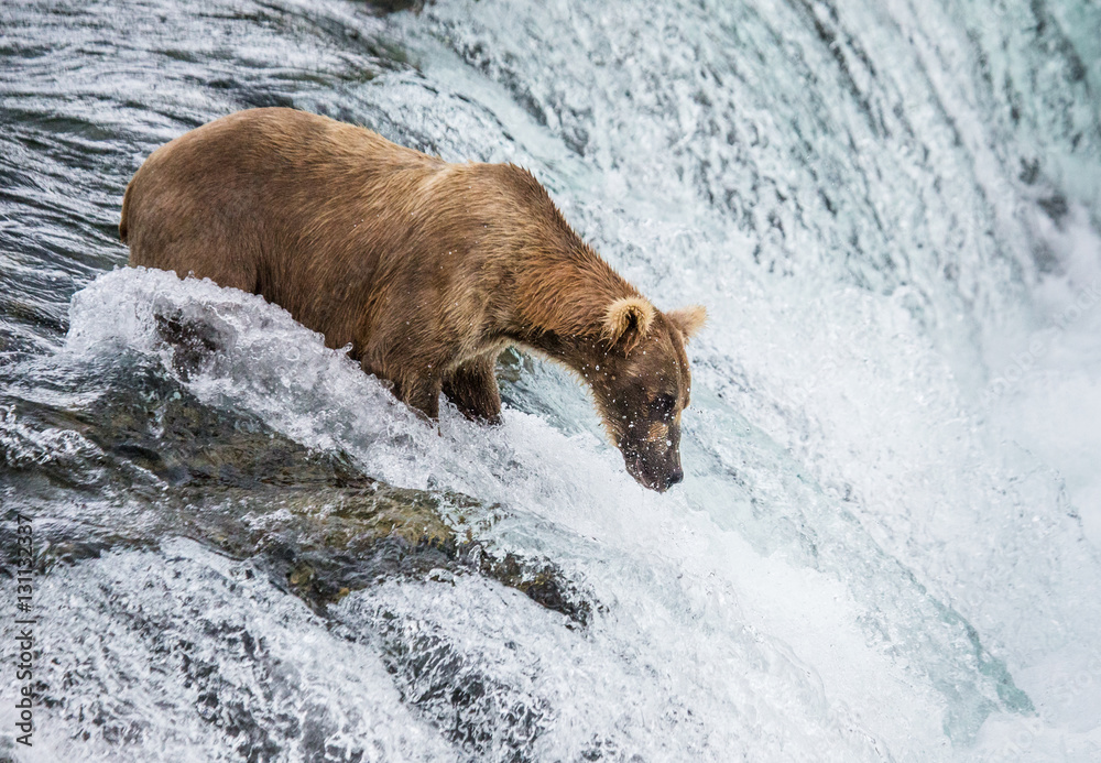 Brown bear catches a salmon in the river. USA. Alaska. Katmai National Park. An excellent illustration. Brown bear catches a salmon in the river. USA. Alaska. Katmai National Park. An excellent illustration.