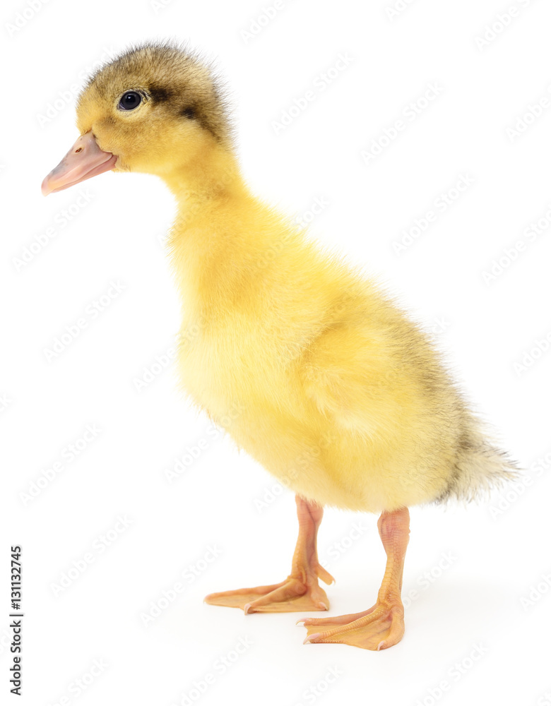 one yellow duckling one yellow duckling