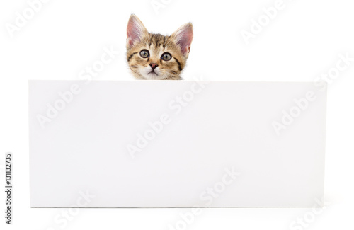 Kitten hanging over blank posterboard.