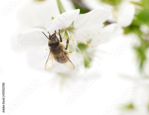 Honeybee and white flowers