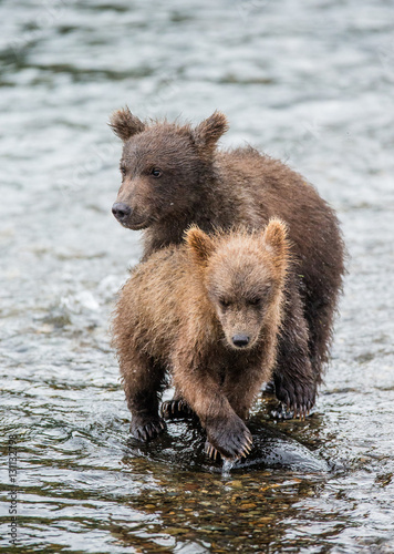 Two brown bear cub standing in a river next to each other. USA. Alaska. Katmai National Park. An excellent illustration.
