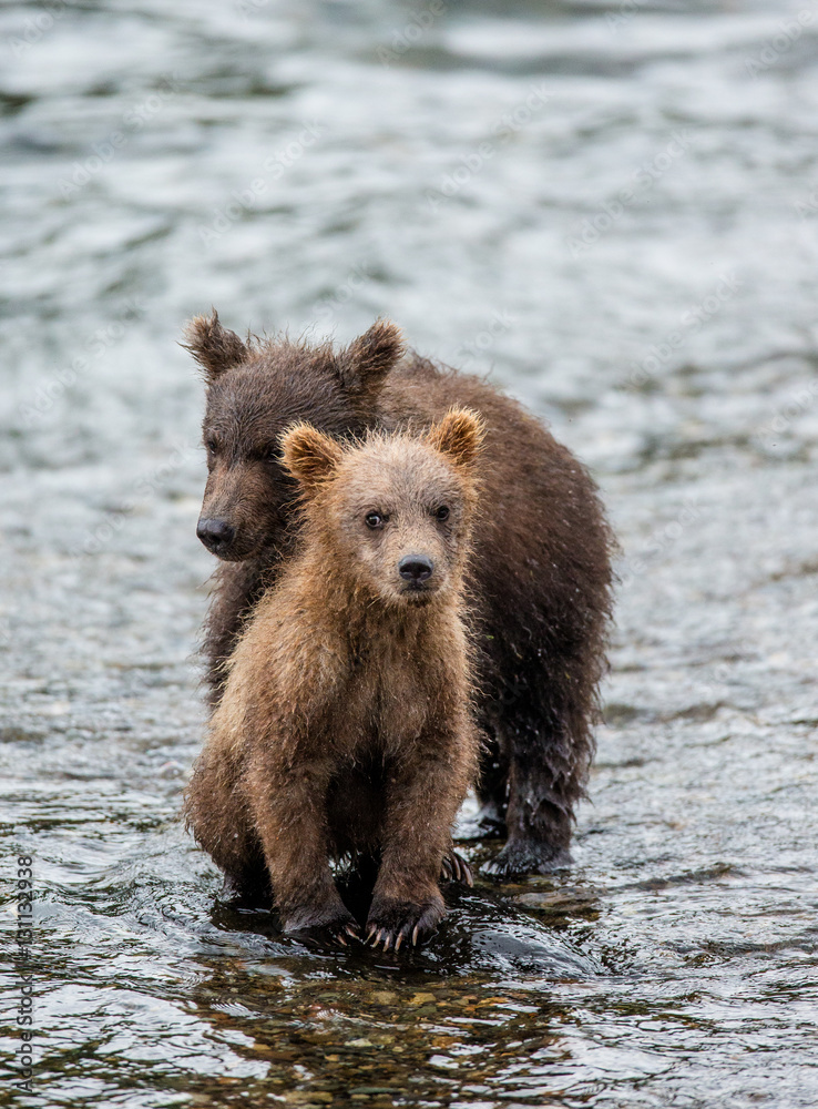 Two brown bear cub standing in a river next to each other. USA. Alaska. Katmai National Park. An excellent illustration. Two brown bear cub standing in a river next to each other. USA. Alaska. Katmai National Park. An excellent illustration.