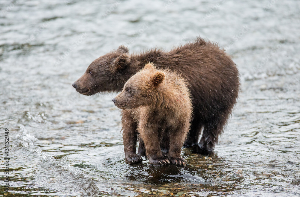 Two brown bear cub standing in a river next to each other. USA. Alaska. Katmai National Park. An excellent illustration. Two brown bear cub standing in a river next to each other. USA. Alaska. Katmai National Park. An excellent illustration.