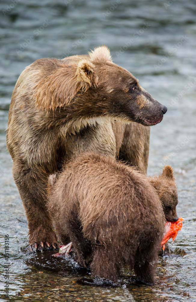 Mother brown bear with cub eating salmon in the river. USA. Alaska. Katmai National Park. An excellent illustration. Mother brown bear with cub eating salmon in the river. USA. Alaska. Katmai National Park. An excellent illustration.