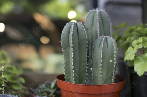 cacti