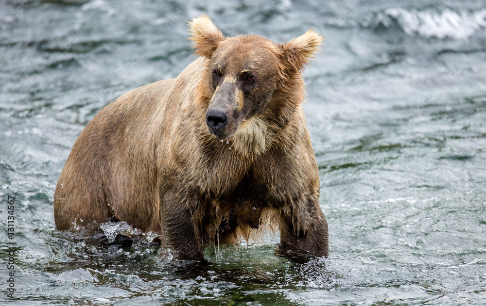 Brown bear standing in the river. USA. Alaska. Katmai National Park. An excellent illustration. Brown bear standing in the river. USA. Alaska. Katmai National Park. An excellent illustration.