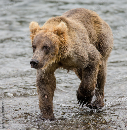Brown bear walks along the river. USA. Alaska. Katmai National Park. An excellent illustration.