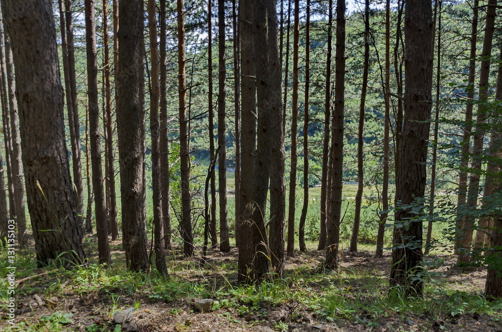 Obraz premium Autumn sunlit forest pine-trees with ecological path, Vitosha mountain, Bulgaria