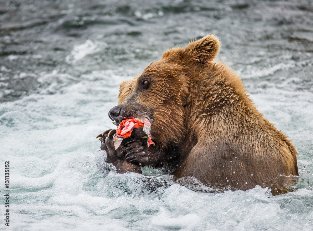 Mother brown bear with cub eating salmon in the river. USA. Alaska. Katmai National Park. An excellent illustration. Mother brown bear with cub eating salmon in the river. USA. Alaska. Katmai National Park. An excellent illustration.