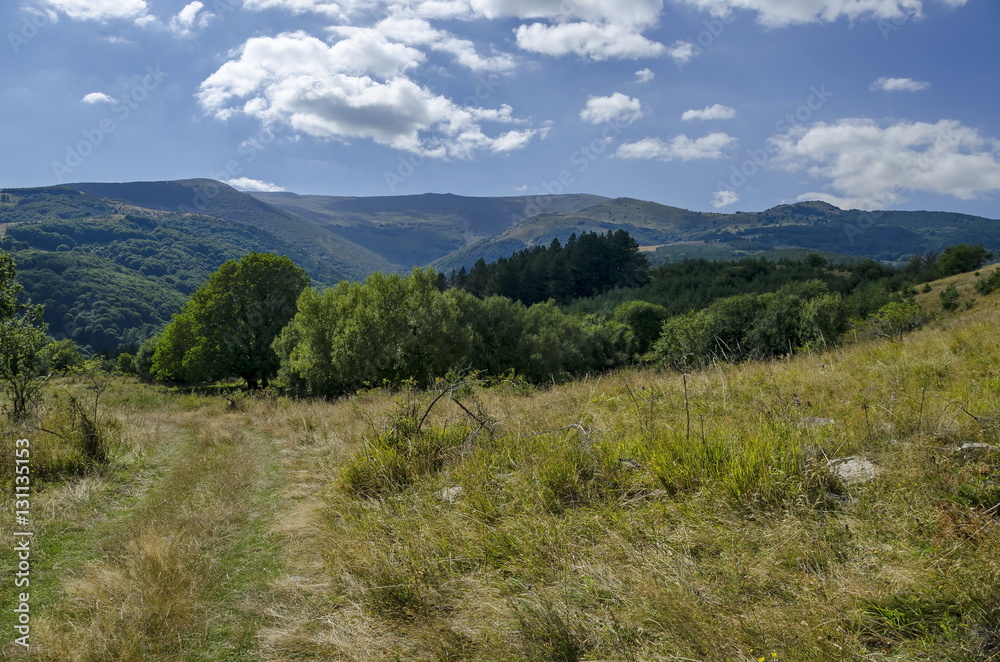 Panorama of glade and  green  forest in Vitosha mountain, Bulgaria 