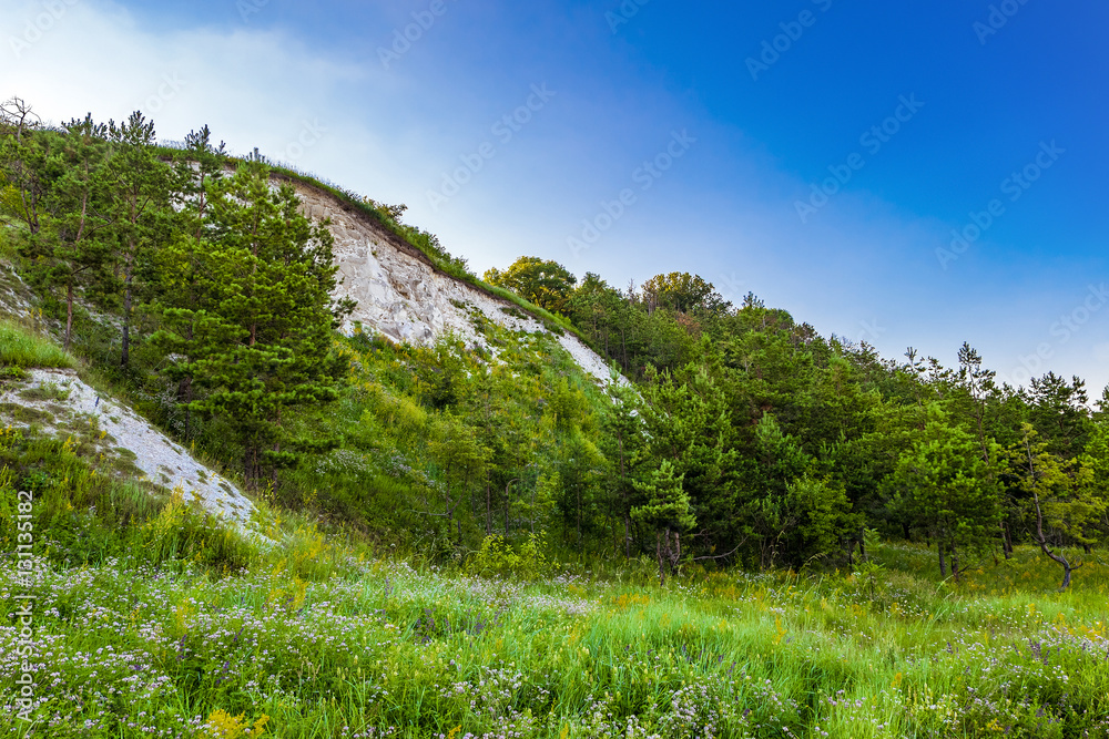 Young pine trees at the foot of the chalk hills. The archaeological monument - Krapivinskaya settlement, Belgorod region, Russia.