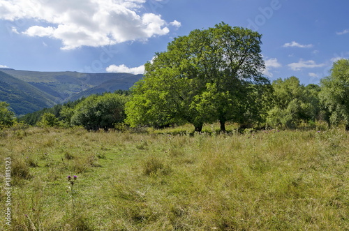 Panorama of glade and  green  forest in Vitosha mountain  Bulgaria 