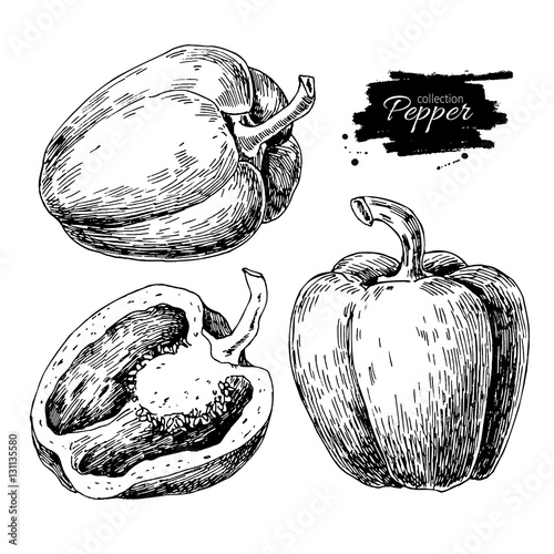 Pepper hand drawn vector set. Vegetable engraved style object, f