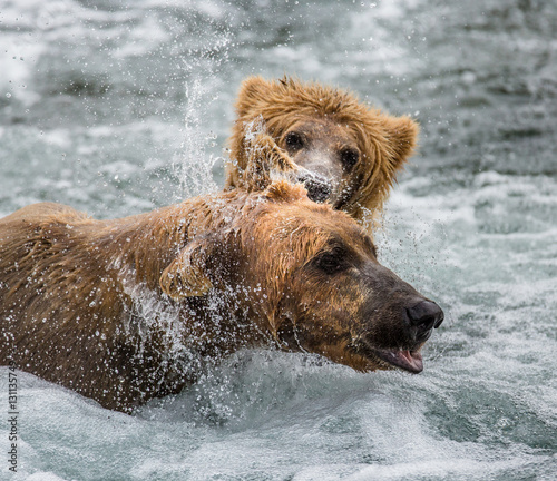 Mother brown bear with cub in the river. USA. Alaska. Katmai National Park. An excellent illustration.