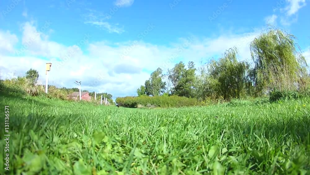 Doberman dog running fast in beautiful rural area, slow motion, low perspective.
